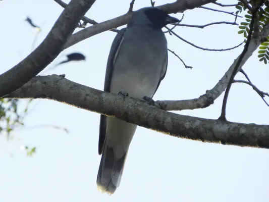 File:Black-faced Cuckoo-shrike (Coracina novaehollandiae).jpg