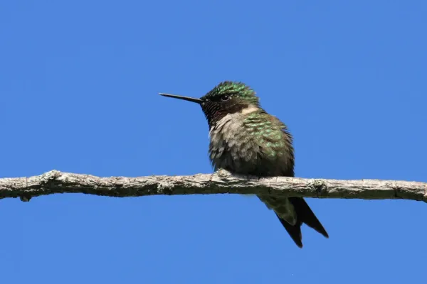 File:Archilochus colubris CT2.jpg