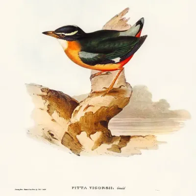 File:Pitta vigorsii.jpg