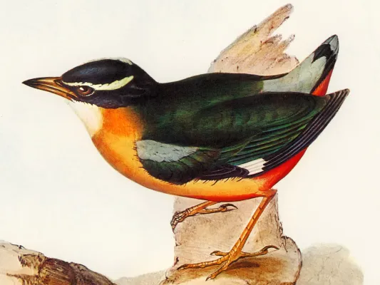 File:Pitta vigorsii 2.jpg
