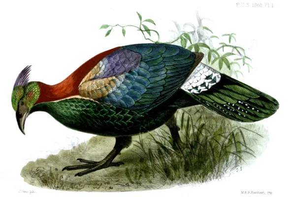 File:LophophorusLhuysiiSmit.jpg