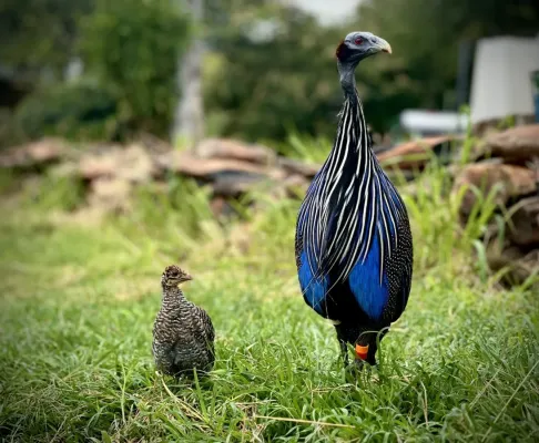 File:Acryllium vulturinum 408438159.jpg