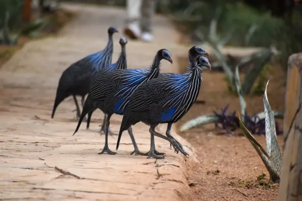 File:Acryllium vulturinum 431568323.jpg