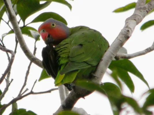 File:Geoffroyus geoffroyi -Papua New Guinea-6 CROP.jpg
