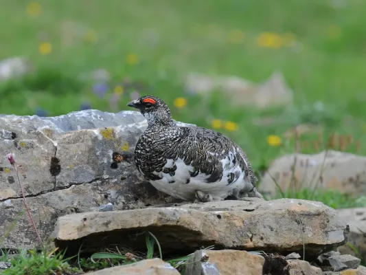 File:Alpenschneehuhn, Lagopus muta 3.JPG