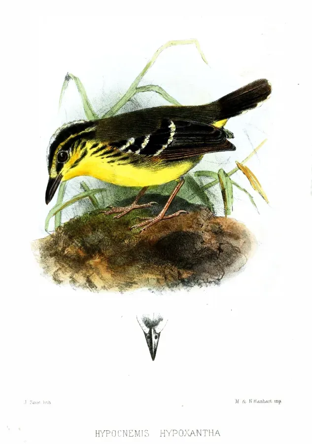 File:HypocnemisHypoxanthaSmit.jpg