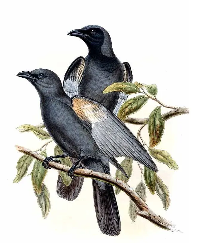 File:Coracina schistacea by John Gould.jpg