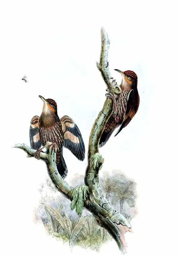 File:Cormobates placens by John Gould.jpg