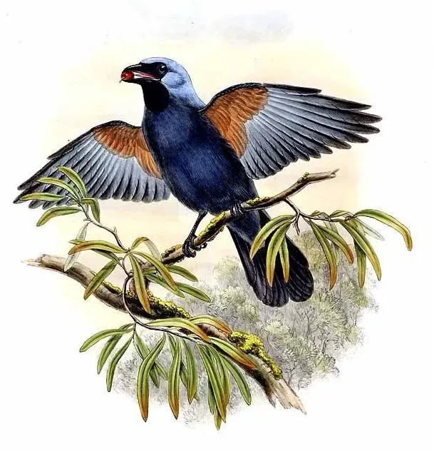File:Coracina caeruleogrisea by John Gould.jpg