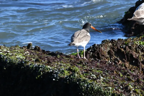 File:Haematopus palliatus DSC 5656.jpg