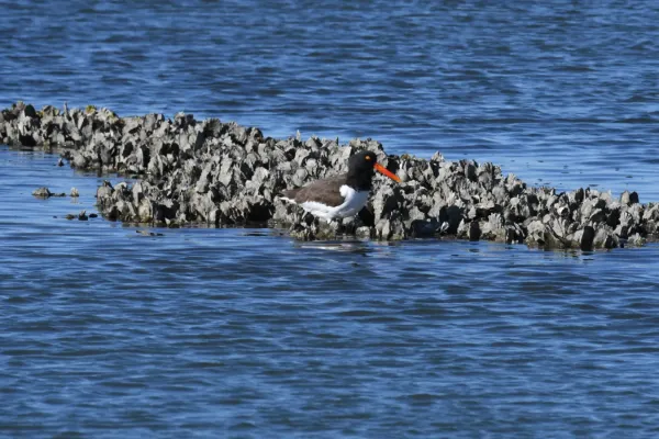 File:Haematopus palliatus DSC 4876.jpg