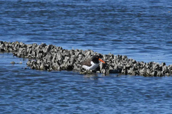 File:Haematopus palliatus DSC 4871.jpg