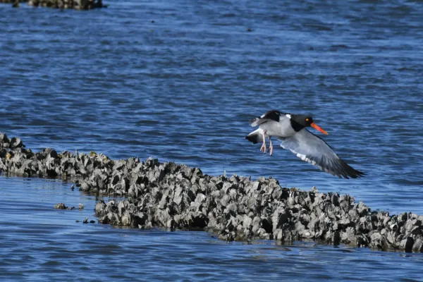 File:Haematopus palliatus DSC 4886.jpg