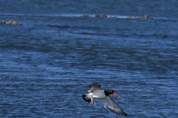 File:Haematopus palliatus DSC 4887.jpg