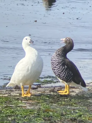 File:Chloephaga hybrida 356092696.jpg
