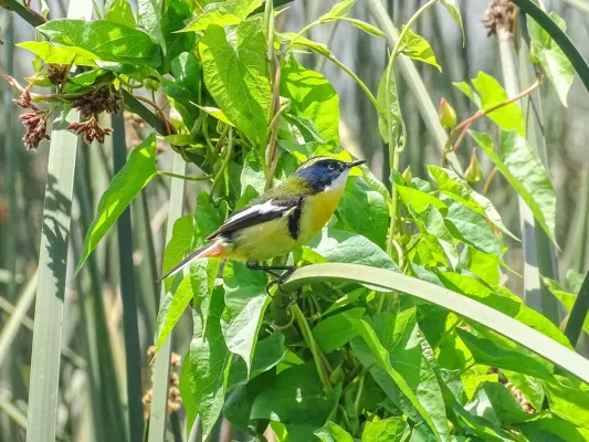 File:Sietecolores (Tachuris rubrigastra) Laguna Norte, Humedal Ojos de Mar.jpg