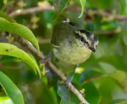File:Phylloscopus trivirgatus.jpg