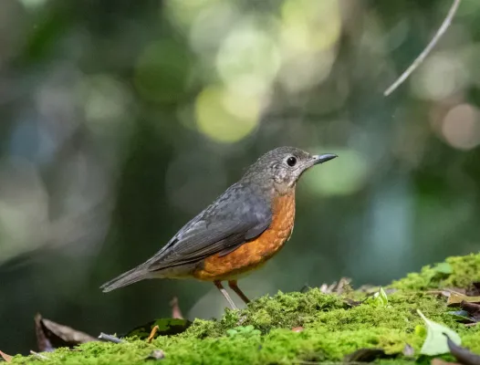 File:Zoothera everetti (Everett's thrush).jpg