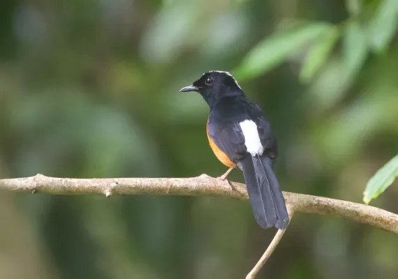 File:White-crowned shama (Copsychus stricklandii).jpg
