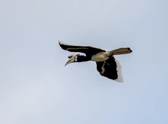 File:Flying oriental pied hornbill (Anthracoceros albirostris).jpg