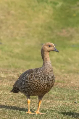 File:Chloephaga picta 424577568.jpg