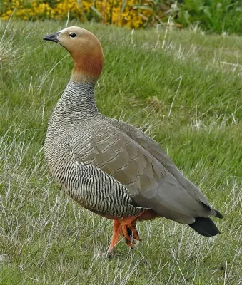 File:Chloephaga rubidiceps 254676848.jpg