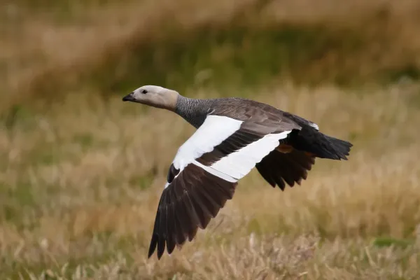 File:Chloephaga rubidiceps 181346419.jpg