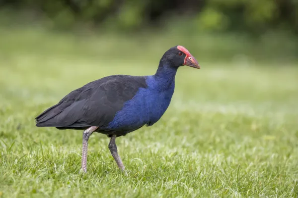 File:Australasian swamphen (Porphyrio melanotus) Tiritiri Matangi.jpg