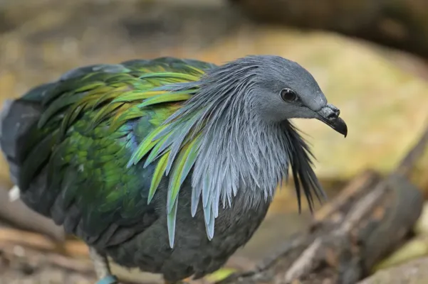 File:Nicobar Pigeon (Caloenas nicobarica).jpg