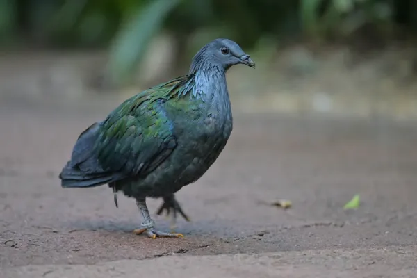 File:Nicobar Pigeon(Caloenas nicobarica).jpg