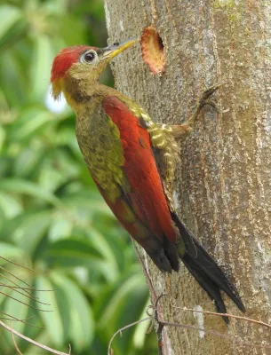 File:Picus puniceus 395580695.jpg