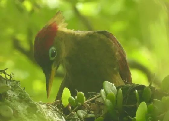File:Picus puniceus 75870601.jpg