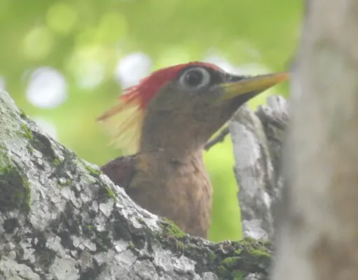 File:Picus puniceus 75870584.jpg