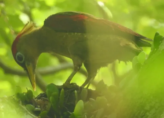 File:Picus puniceus 75870607.jpg