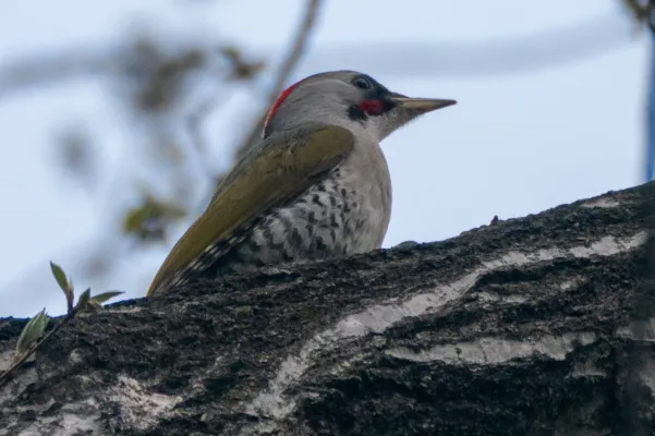 File:Picus awokera 363644469.jpg
