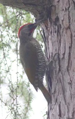 File:Picus awokera 303806915.jpg