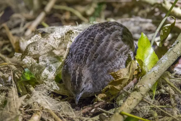 File:Brown quail (Synoicus ypsilophorus) Tiritiri Matangi.jpg