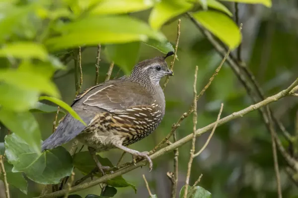 File:California quail (Callipepla californica) Waitakere.jpg