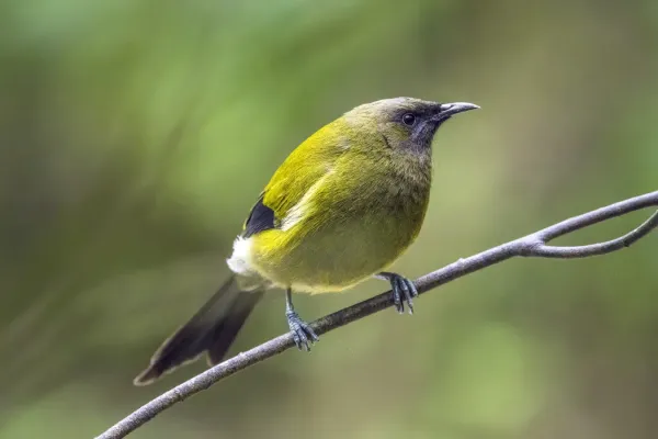 File:New Zealand bellbird (Anthornis melanura) male Tiritiri Matangi.jpg