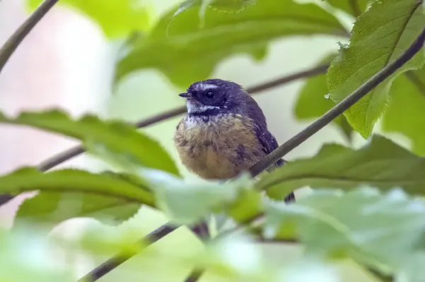 File:New Zealand fantail (Rhipidura fuliginosa) Waitakere.jpg