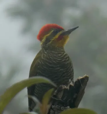 File:Piculus aurulentus 104325322.jpg