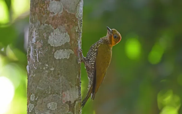 File:Piculus leucolaemus 444770074.jpg