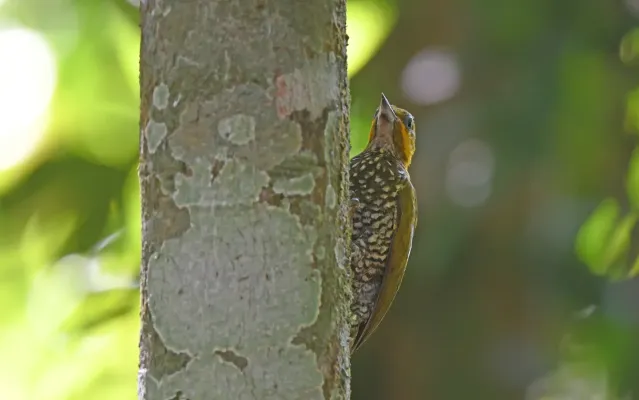 File:Piculus leucolaemus 444770071.jpg
