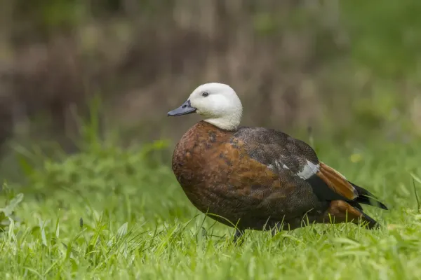 File:Paradise shelduck (Tadorna variegata) female Waitakere.jpg
