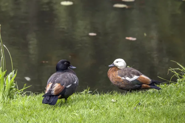 File:Paradise shelducks (Tadorna variegata) male and female Waitakere.jpg