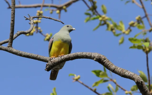 File:Treron waalia 95590450.jpg