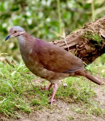 File:Zentrygon frenata 441490711.jpg