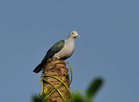 File:Ducula aenea 303541787.jpg