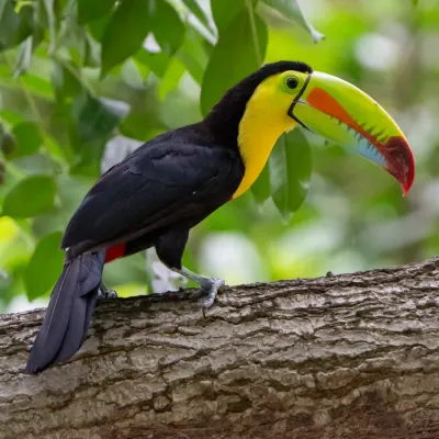 File:Ramphastos sulfuratus, Cerro Ancon Reserve, Panama City 395958583.jpg