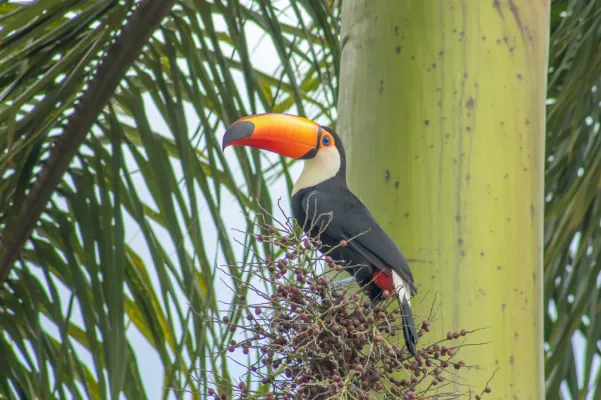 File:Ramphastos toco 370293884.jpg